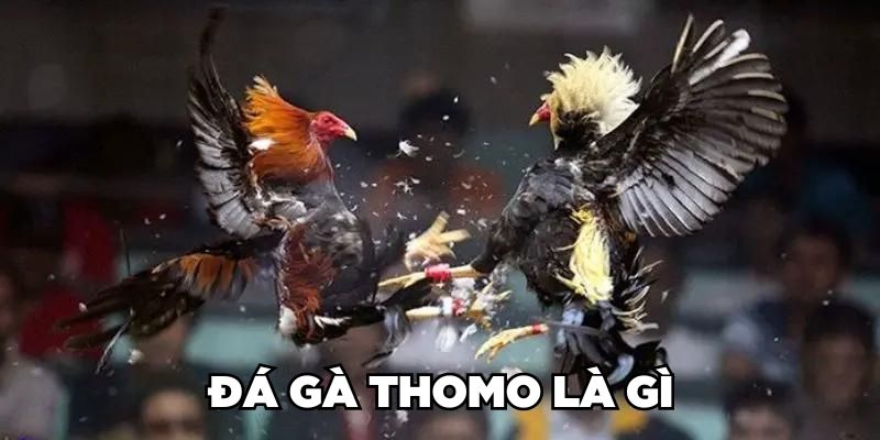 Đá gà Thomo đỉnh cao giải trí đầy hấp dẫn