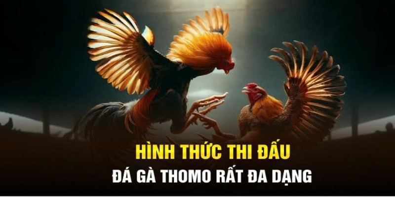 Loại hình đá gà phổ biến nhất tại trường Thomo